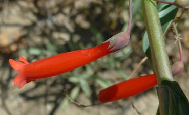 Penstemon centranthifolius flower